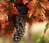 The Malbec Route - the Vineyards of Argentina